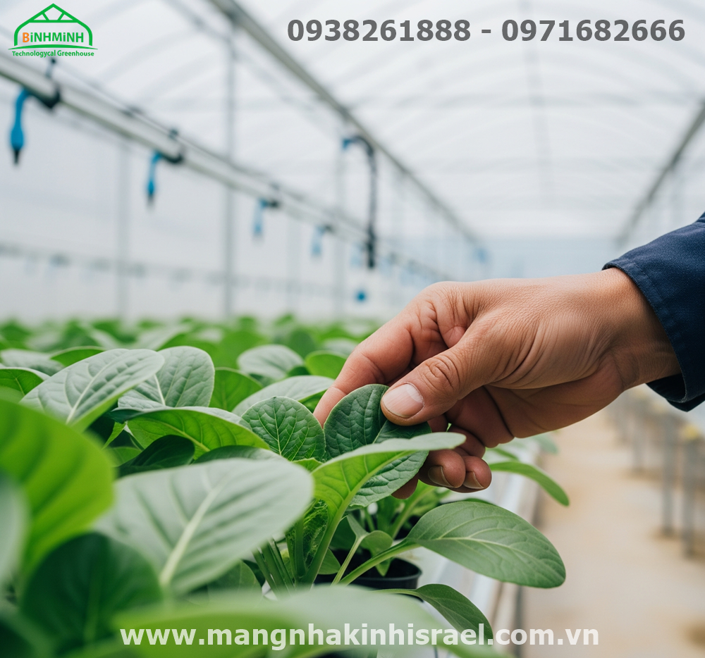 Màng Nhà Kính – Tấm Hộ Chiếu Đưa Nông Sản Việt Bước Ra Thế Giới